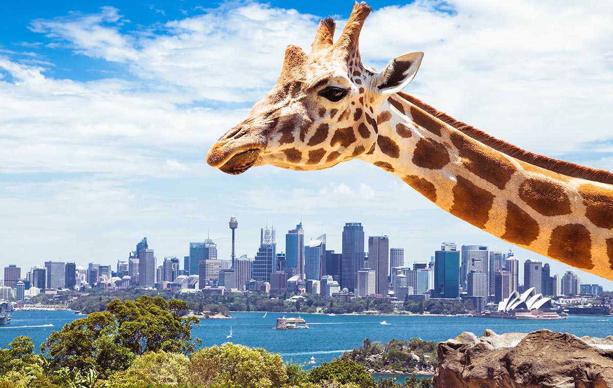 Revel in Australian wildlife with last minute business class deals to Sydney and Taronga Zoo. - IFlyFirstClass