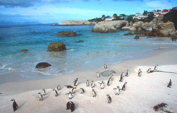 Boulders Bay Penguins Are the Perfect Excuse to Take Advantage of Business Class Deals to Cape Town - IFlyFirstClass