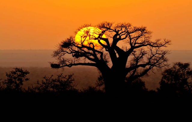 Fly first class to Kruger National Park for a luxury safari. - IFlyFirstClass